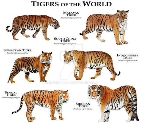 9 Tigers Betsul