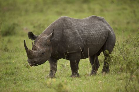 African Rhino Netbet