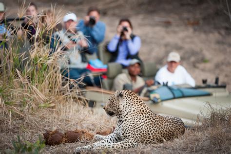 African Safari Netbet