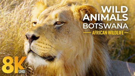 African Wild Bwin