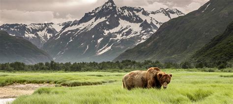 Alaska Wild Parimatch