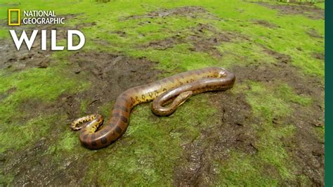 Anaconda Wild 2 Betsul