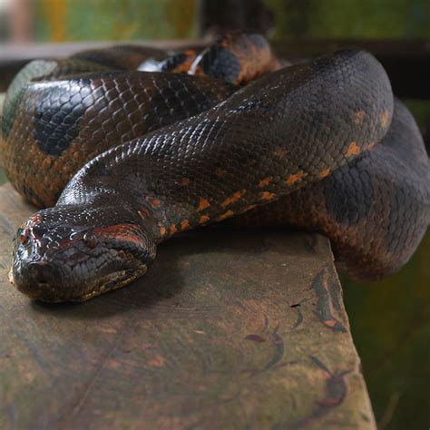 Anaconda Wild Betway