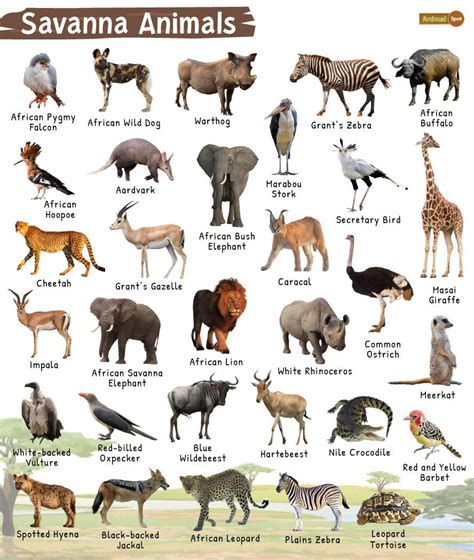 Animals Of Africa Bet365