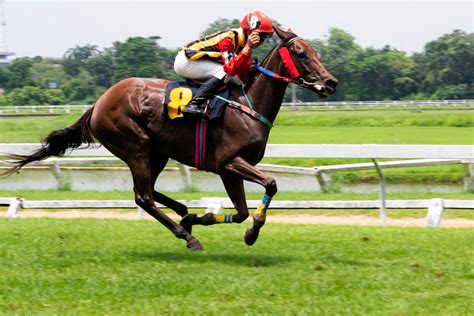 Apostas Em Corridas De Cavalos Ribeirao Preto