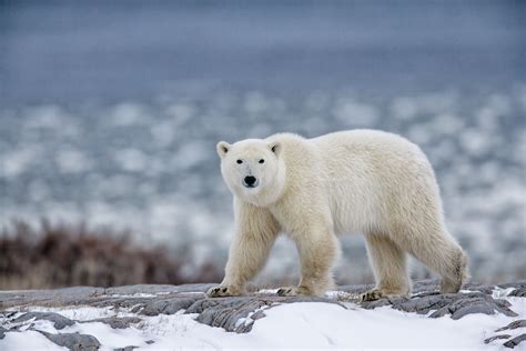 Arctic Bear Netbet
