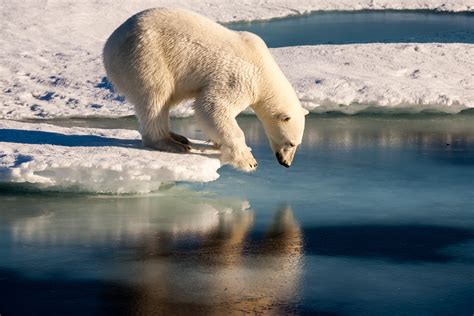 Arctic Bear Sportingbet