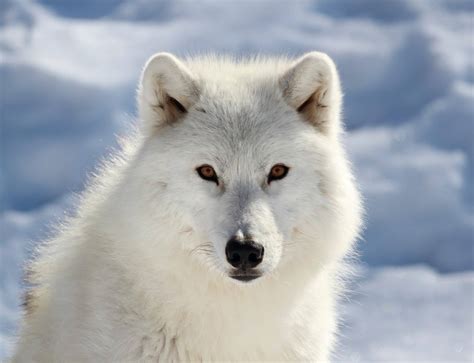 Artic Wolf Betsul