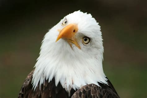 Bald Eagle Brabet