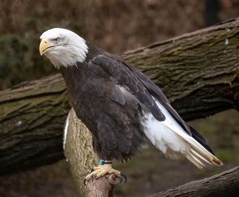 Bald Eagle Leovegas