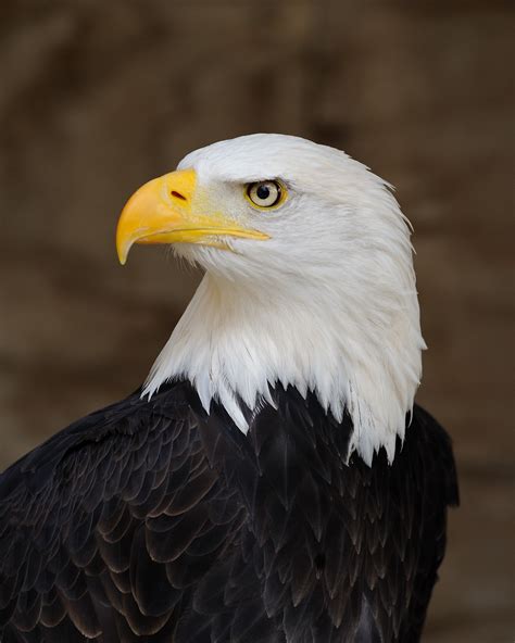 Bald Eagle Parimatch