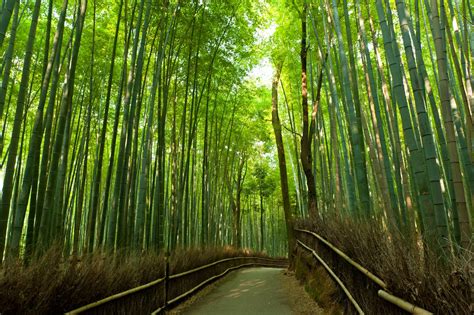 Bamboo Grove Betsul