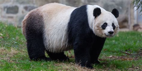 Big Panda Betfair
