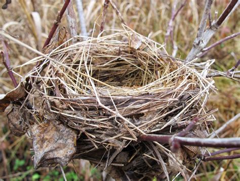 Birds Nest Bodog