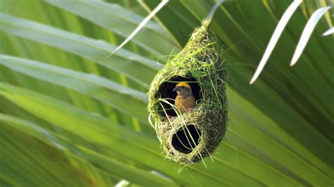 Birds Nest Brabet