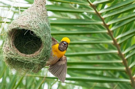 Birds Nest Parimatch