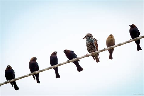 Birds On A Wire Betway