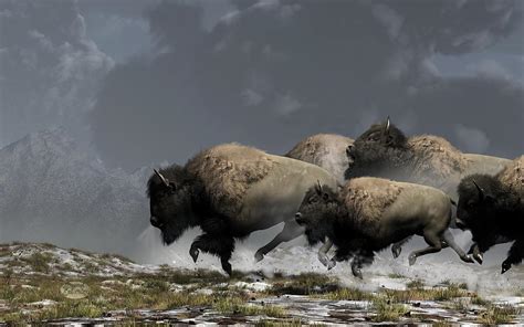 Bison Stampede Brabet