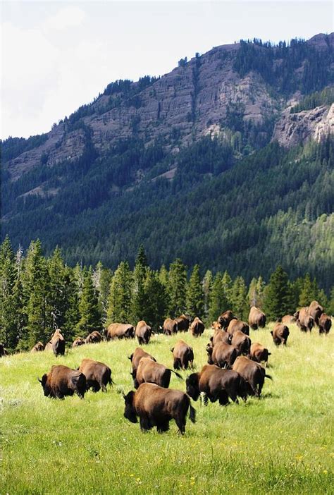 Bison Valley Brabet