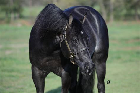 Black Jack Charme Aqha