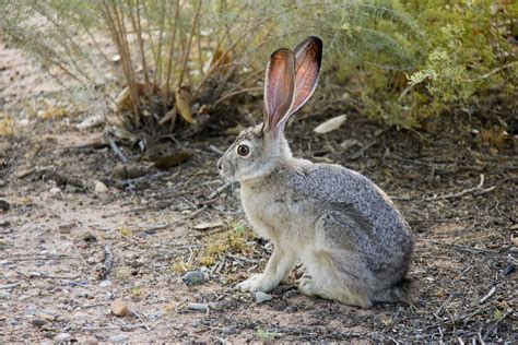 Black Jack Rabbit Resgate