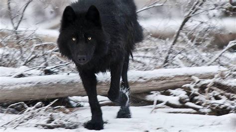 Black Wolf Betsul