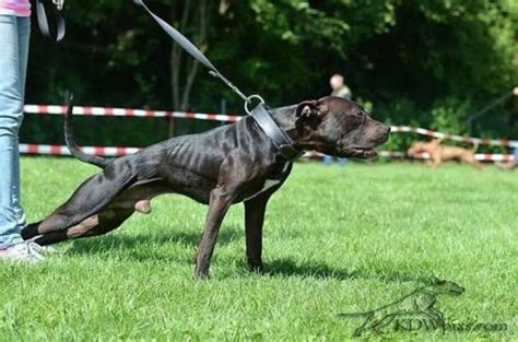 Blackjack Linhagem Pitbulls