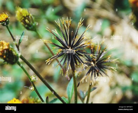 Blackjack Plantas