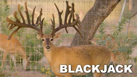 Blackjack Whitetails Llc