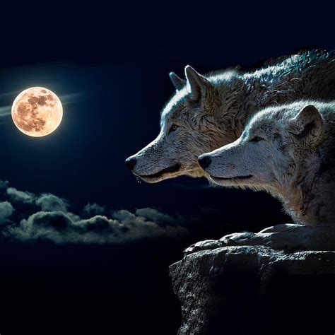 Book Of Wolves Full Moon Brabet