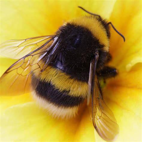 Bumble Bee Betfair