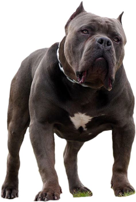 Casino American Bully