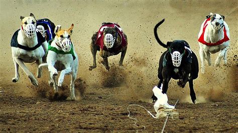 Casino Corrida De Galgos Resultados