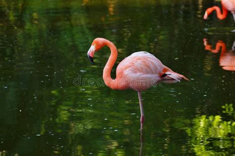 Casino Flamingo Cor De Rosa