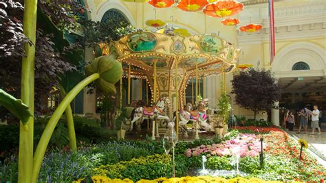 Casino Flower Show