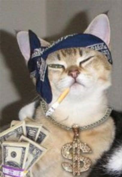 Cat Gangster Betway