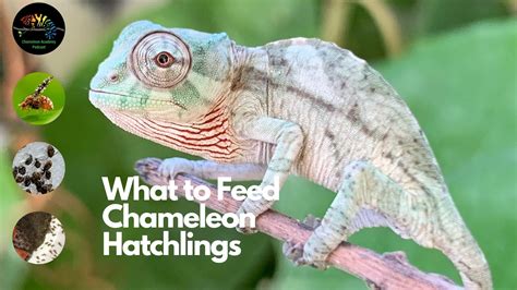 Chameleon Parimatch