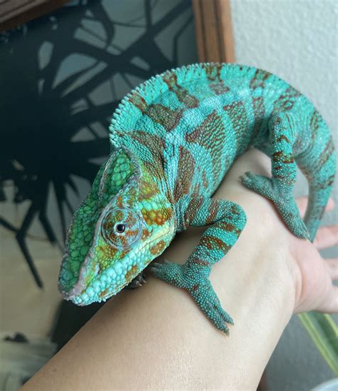 Chameleonaire Bodog