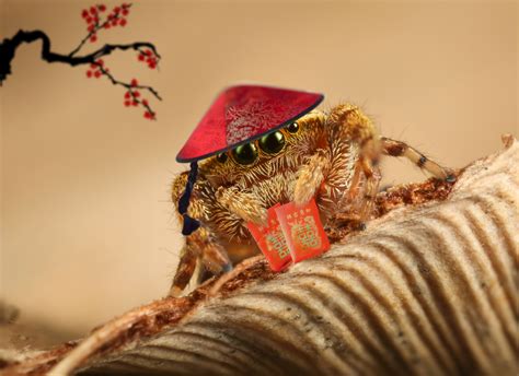Chinese Spider Parimatch