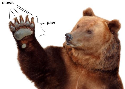 Claws Vs Paws Betsul