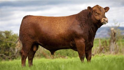 Craps Red Angus