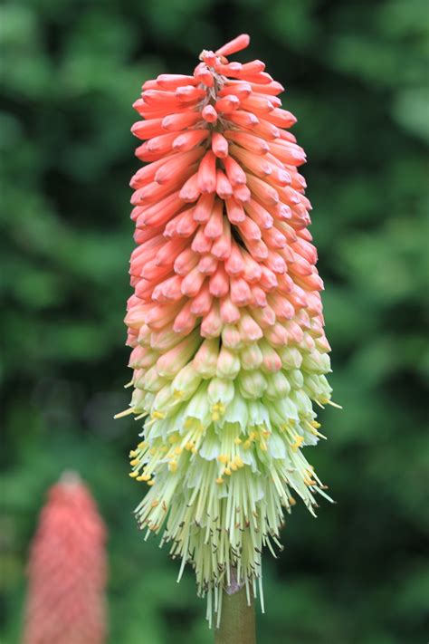 Crescente Vermelho Quente Poker Plantas A Partir De Sementes