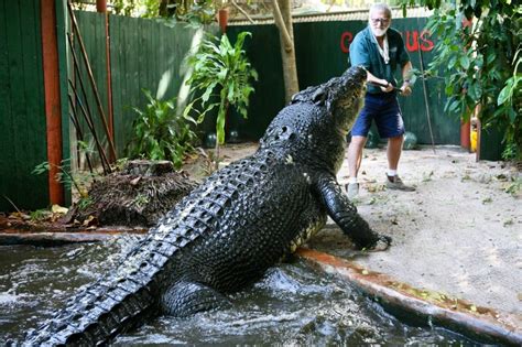 Crocodilo De Poker Sydney