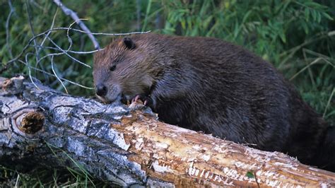 Dam Beavers Novibet