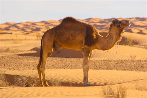 Desert Camel Parimatch