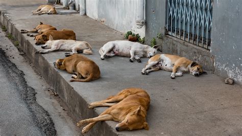 Dogs Street Betano