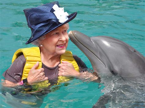 Dolphin Queen Bwin