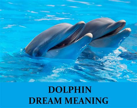 Dolphin S Dream Betsul