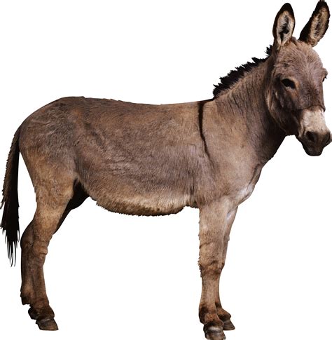 Donkey Imagem