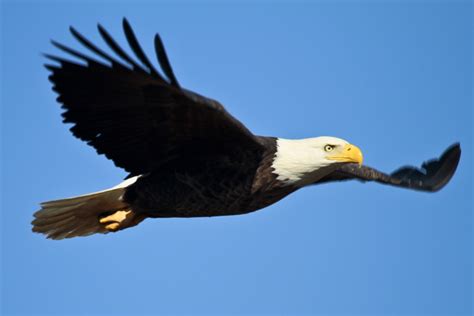 Eagle S Flight Betfair